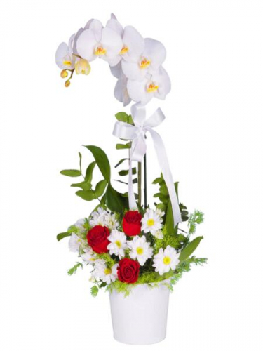 Tekli Orkide Aranjman