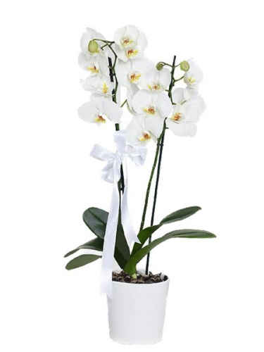 Seramikte Çiftli Beyaz Orkide