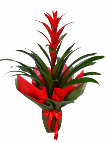 Kırmızı Guzmanya Çiçeği