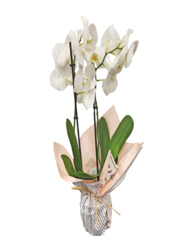 Çift Dal Beyaz Orkide