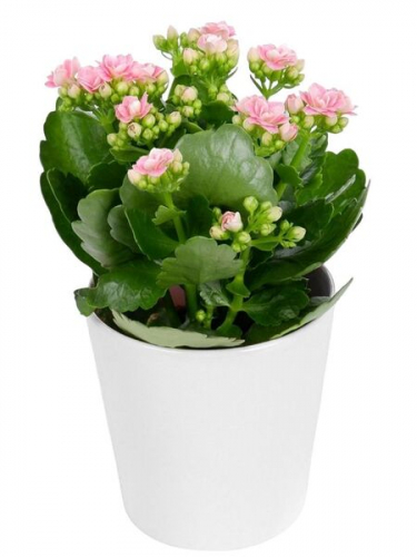 Seramikte Pembe Kalanchoe