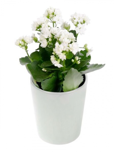 Seramikte Beyaz Kalanchoe