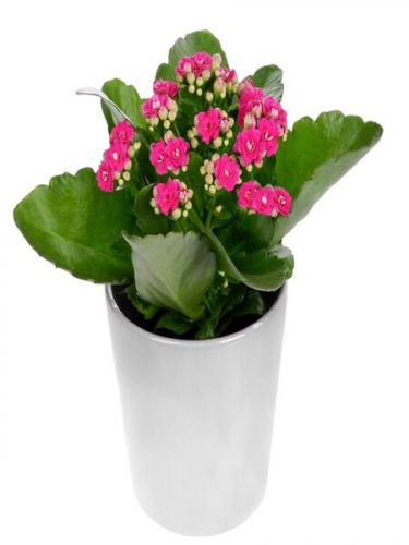 Seramikte Fuşya Kalanchoe
