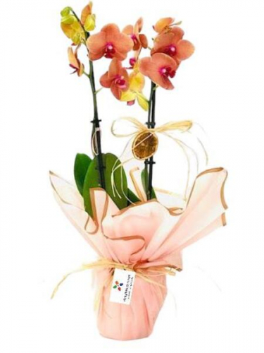 Turuncu Orkide