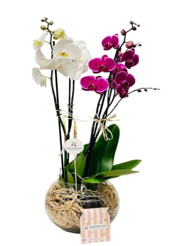 Fanusta Pembe Beyaz Orkideler