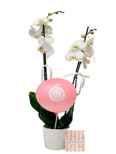 Kız Bebek Balonlu Beyaz Orkide